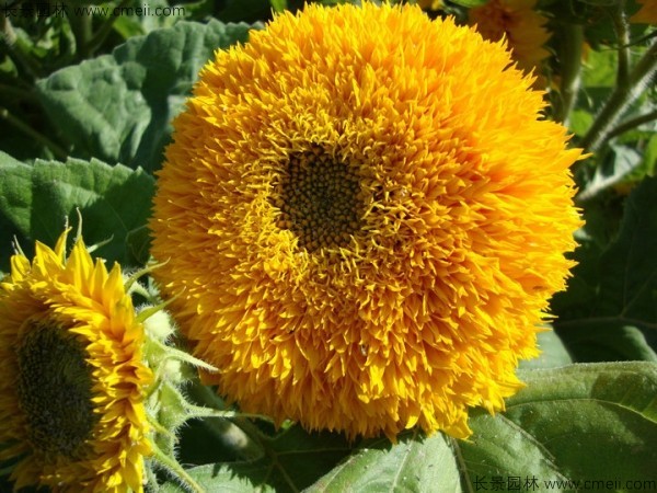 矮向日葵種子發(fā)芽出苗開花圖片 矮向日葵種子發(fā)芽出苗開花圖片