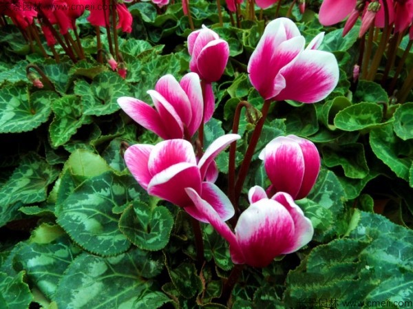 仙客來(lái) 仙客來(lái)