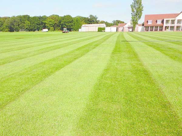 足球場(chǎng)天然草坪 足球場(chǎng)天然草坪