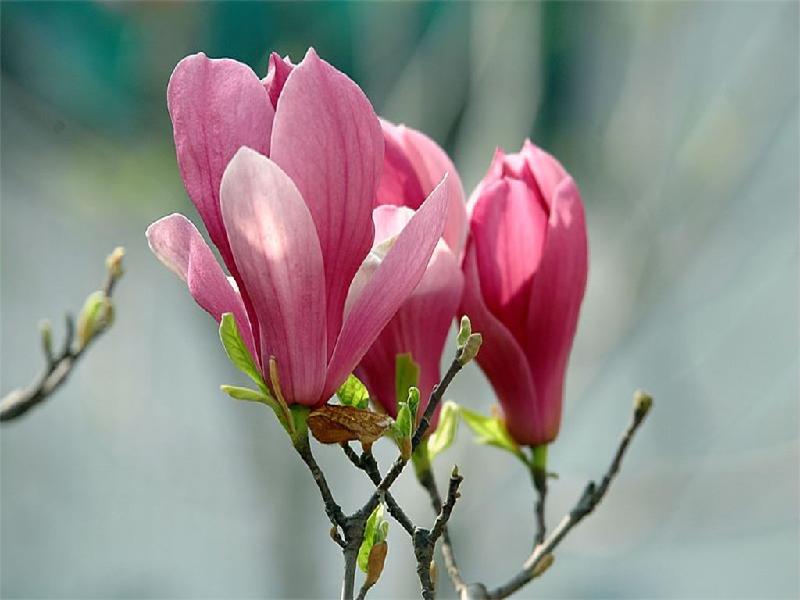 紫玉蘭花期是什么時候？