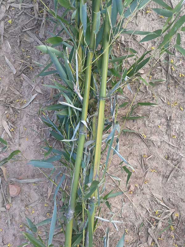 耐寒竹苗竹子 耐寒竹苗竹子