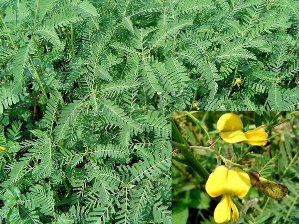 田菁種子 田菁種子