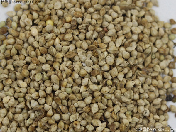 小米草種子 小米草種子