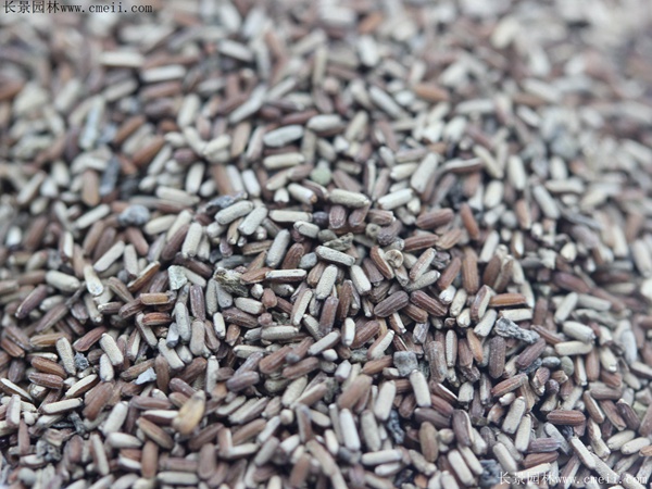 柳葉馬鞭草種子 柳葉馬鞭草種子