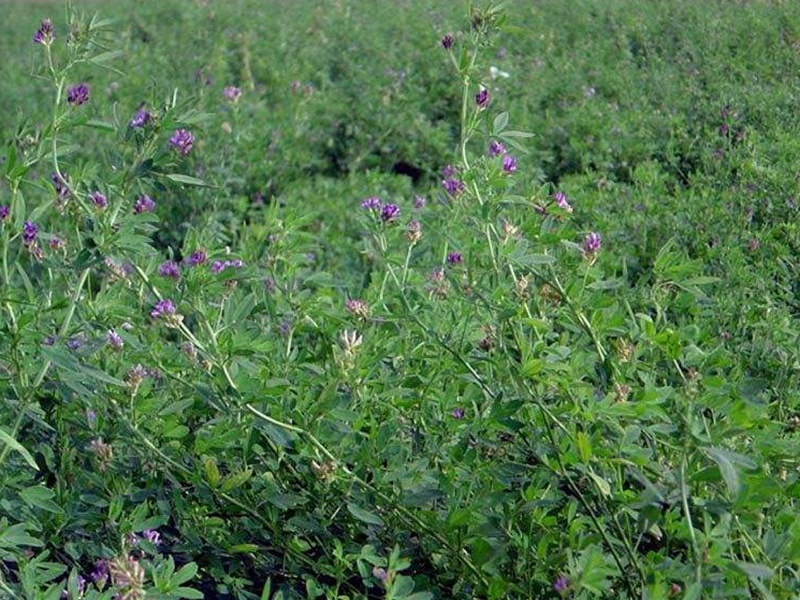 進(jìn)口苜蓿 進(jìn)口苜蓿