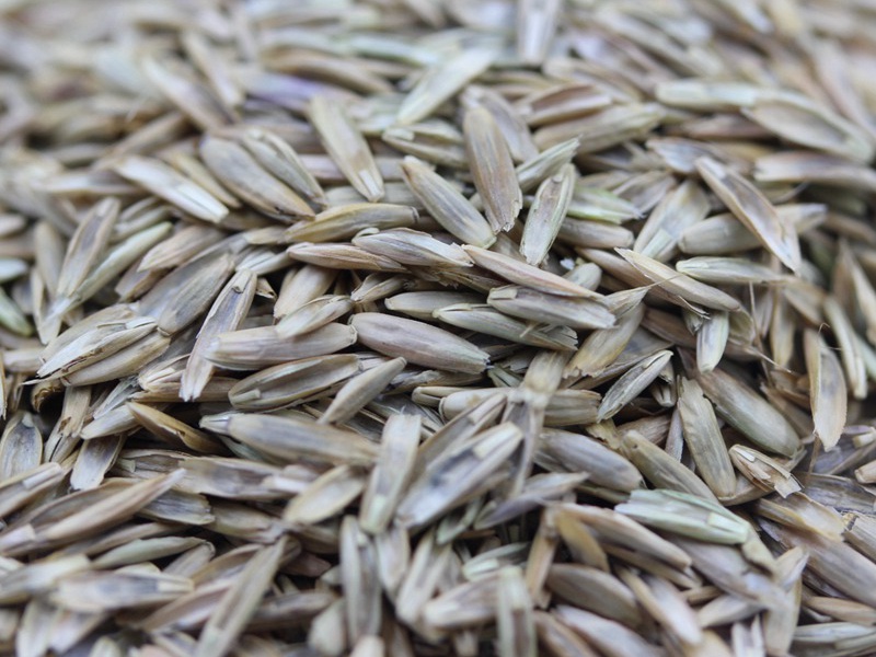 藍標多年生黑麥草 藍標多年生黑麥草