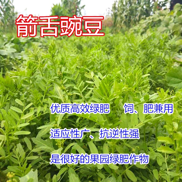 箭筈豌豆 箭筈豌豆