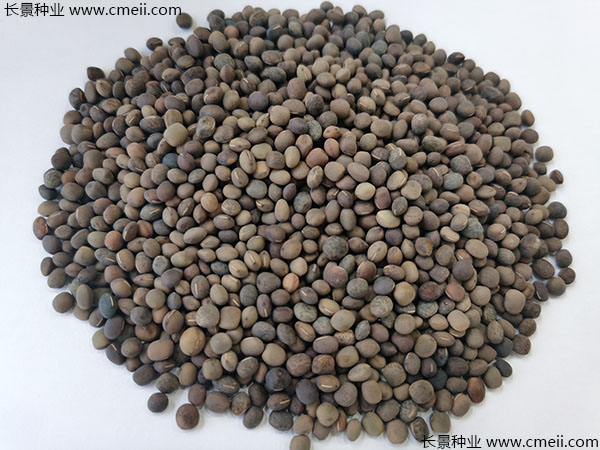 箭筈豌豆種子實拍圖片 箭筈豌豆種子實拍圖片