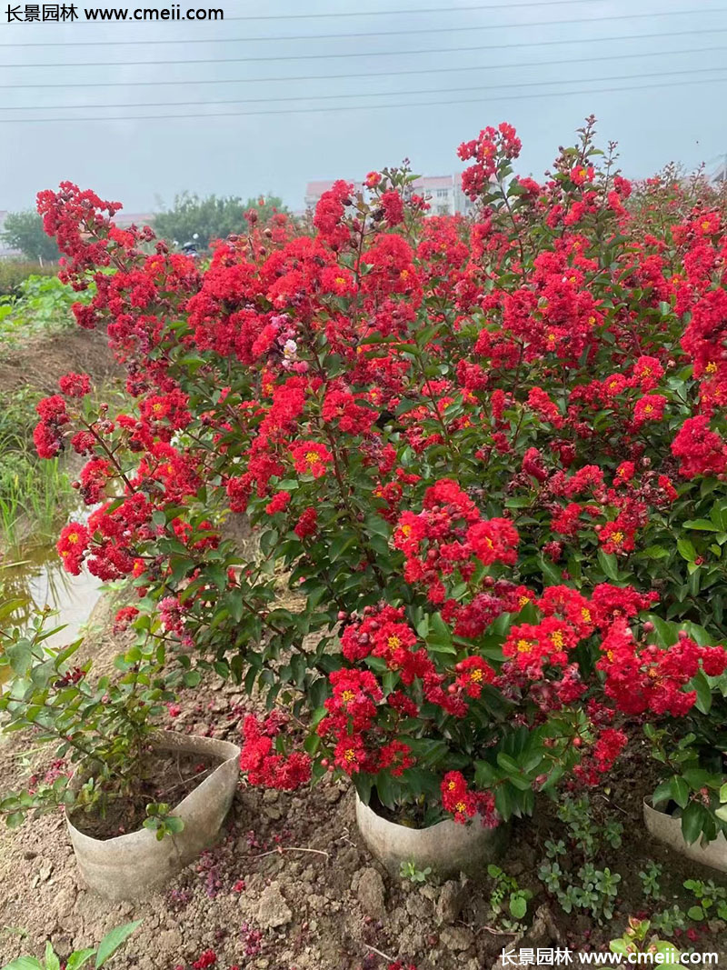 長景園林矮紫薇 長景園林矮紫薇
