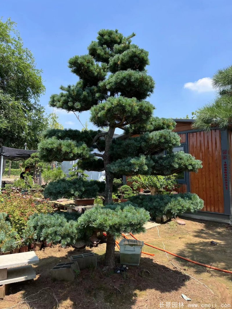 造型五針松 造型五針松