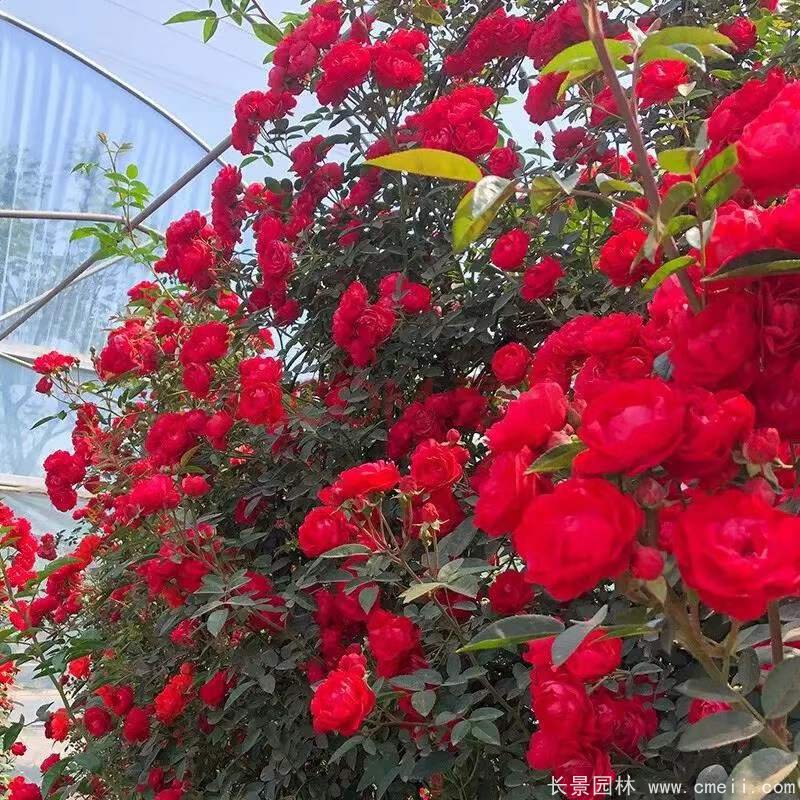 紅花木香苗 紅花木香苗