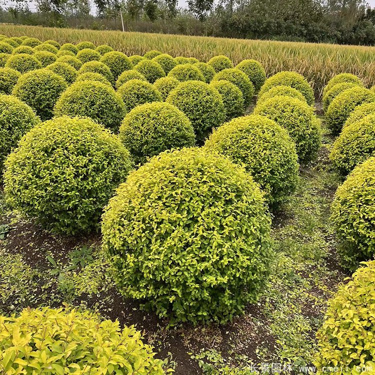 金冠女貞球 金冠女貞球