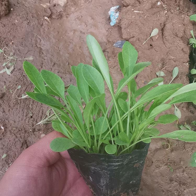 金雞菊苗營(yíng)養(yǎng)缽盆栽苗 金雞菊苗營(yíng)養(yǎng)缽盆栽苗