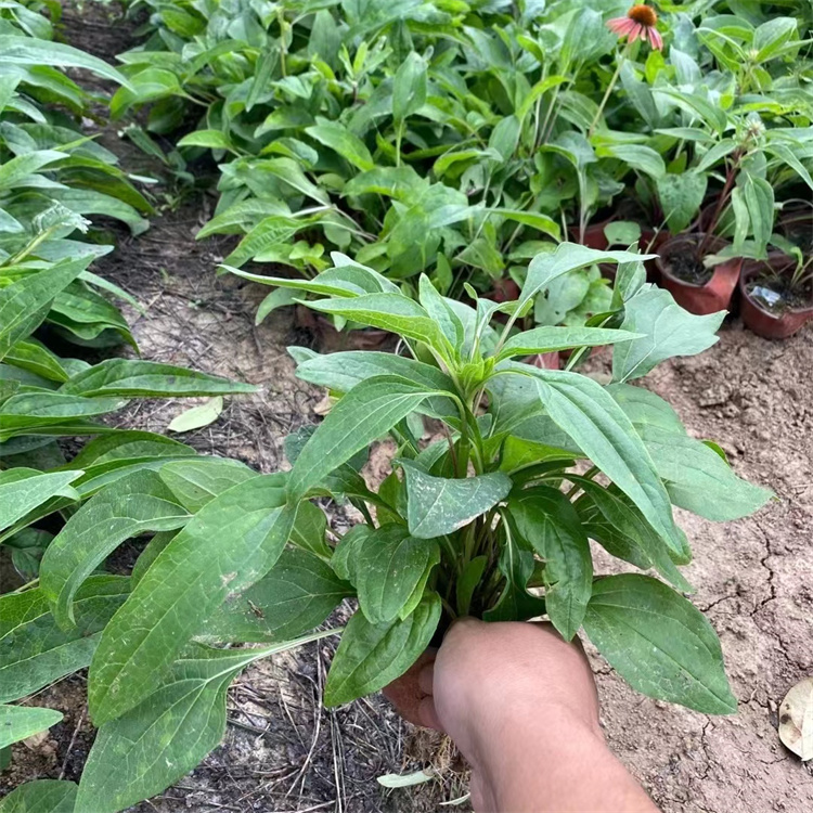 紫錐菊 來(lái)自長(zhǎng)景園林 紫錐菊 來(lái)自長(zhǎng)景園林