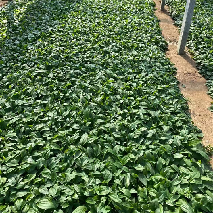 紫錐菊 來(lái)自長(zhǎng)景園林 紫錐菊 來(lái)自長(zhǎng)景園林