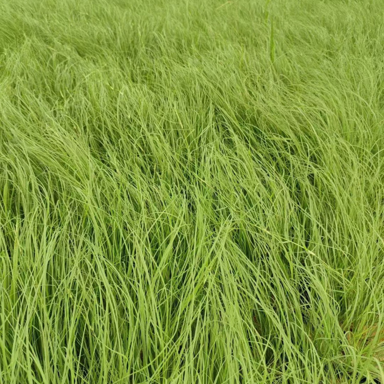 野牛草營(yíng)養(yǎng)缽苗容器苗 野牛草營(yíng)養(yǎng)缽苗容器苗