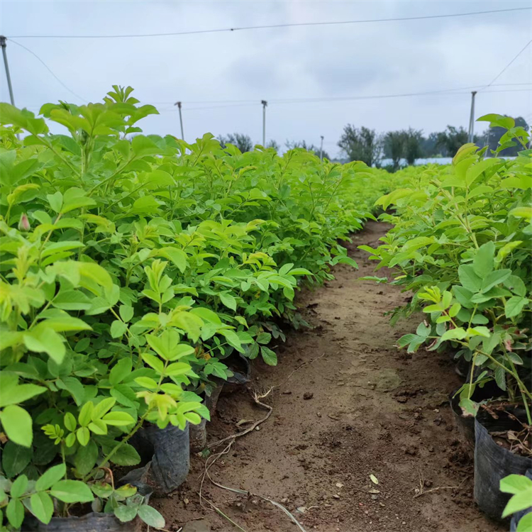 四季玫瑰苗 四季玫瑰苗