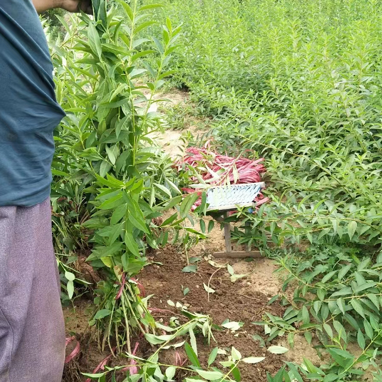 金鐘花開花過后夏季的樣子 金鐘花開花過后夏季的樣子