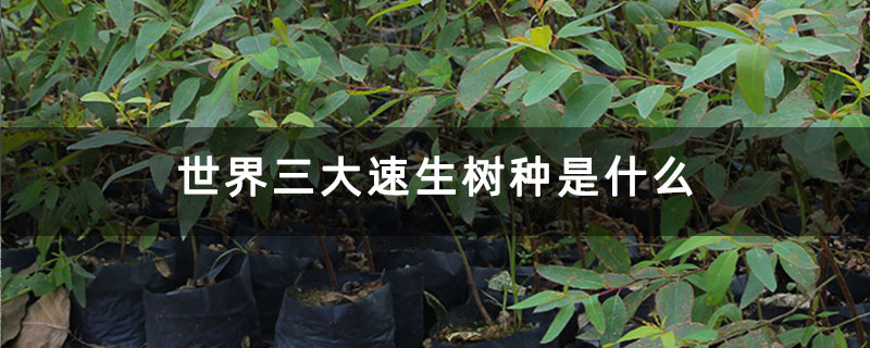 世界三大速生樹種是什么 世界三大速生樹種是什么