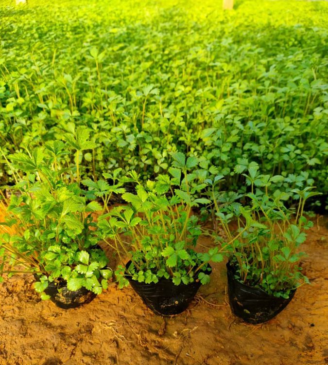 三葉委陵菜種苗盆栽容器苗 三葉委陵菜種苗盆栽容器苗