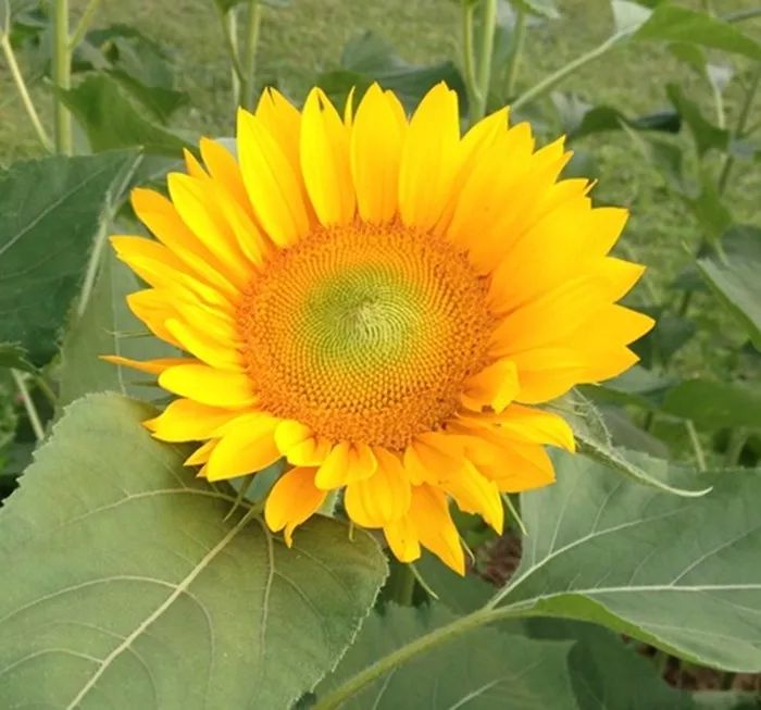 文森特系列向日葵 文森特系列向日葵