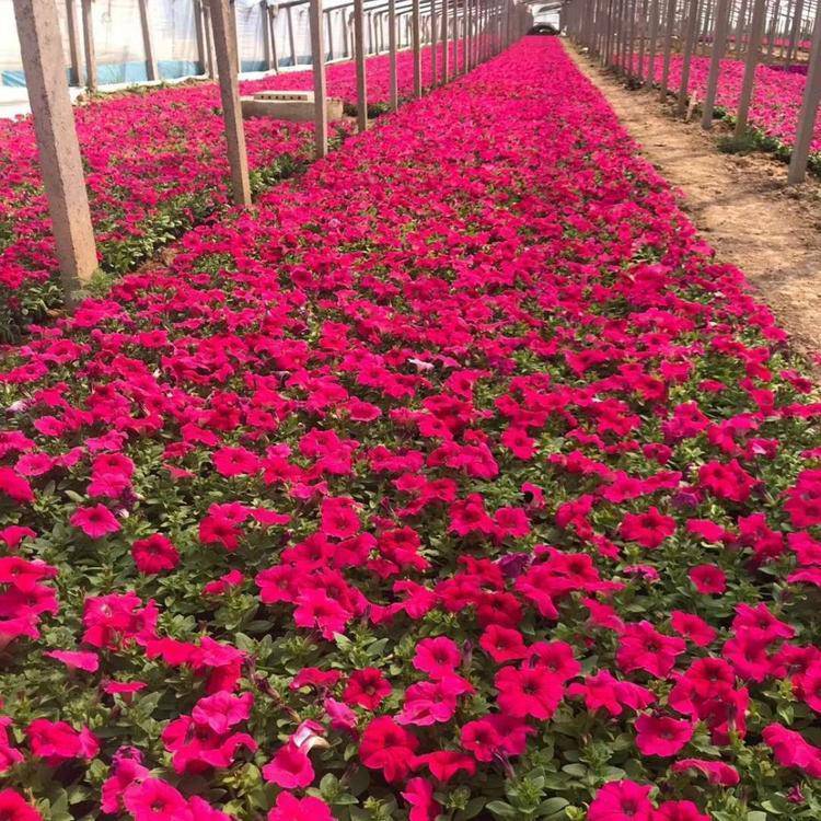 紅色喇叭花 紅色喇叭花