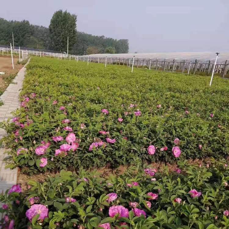 高原玫瑰 高原玫瑰