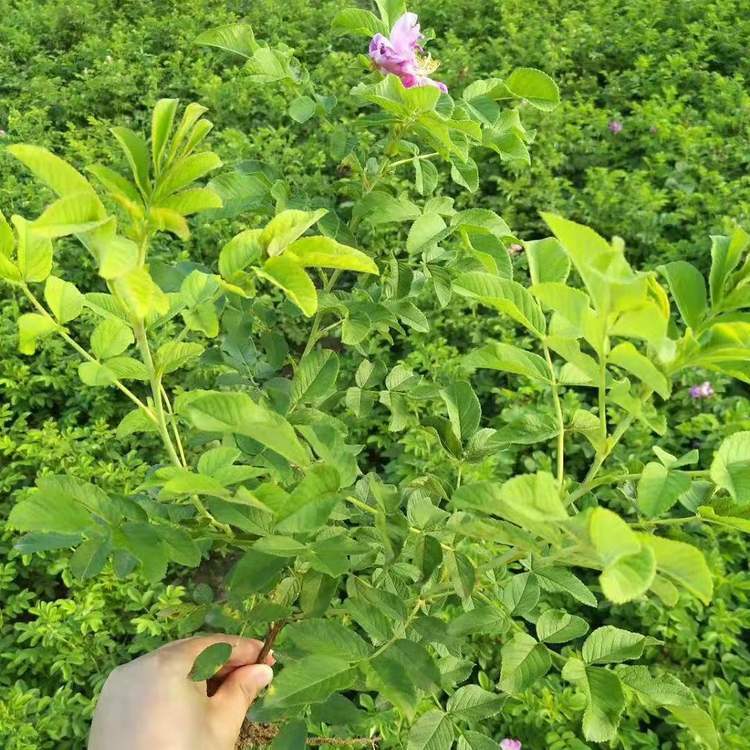 高原玫瑰 高原玫瑰